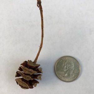 Dawn Redwood Pinecones.  Unique. 50 pinecones Deciduous Conifer